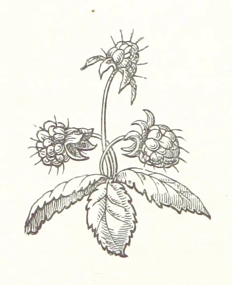 An illustration from The Cruise of the “Rosario” amongst the New Hebrides and Santa Cruz Islands. ... With map and illustrations, 1873, leaf 216
