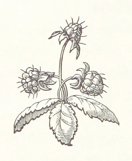 An illustration from The Cruise of the “Rosario” amongst the New Hebrides and Santa Cruz Islands. ... With map and illustrations, 1873, leaf 38