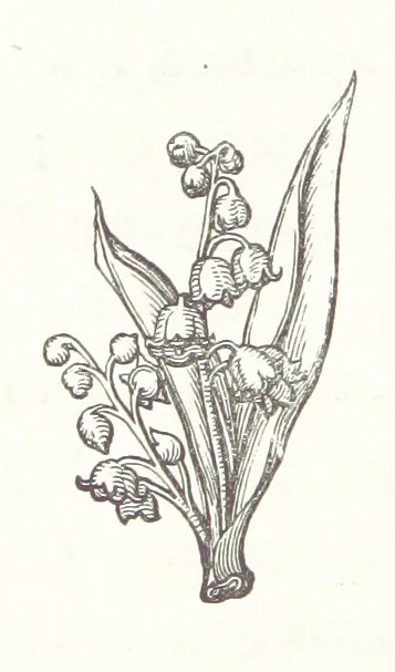 An illustration from The Cruise of the “Rosario” amongst the New Hebrides and Santa Cruz Islands. ... With map and illustrations, 1873, leaf 80
