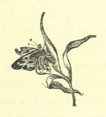 An illustration from Guide, Philosopher, and Friend. [A novel, 1884, leaf 87