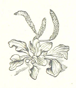 An illustration from By Solent and Danube. Poems and ballads, 1885, leaf 93