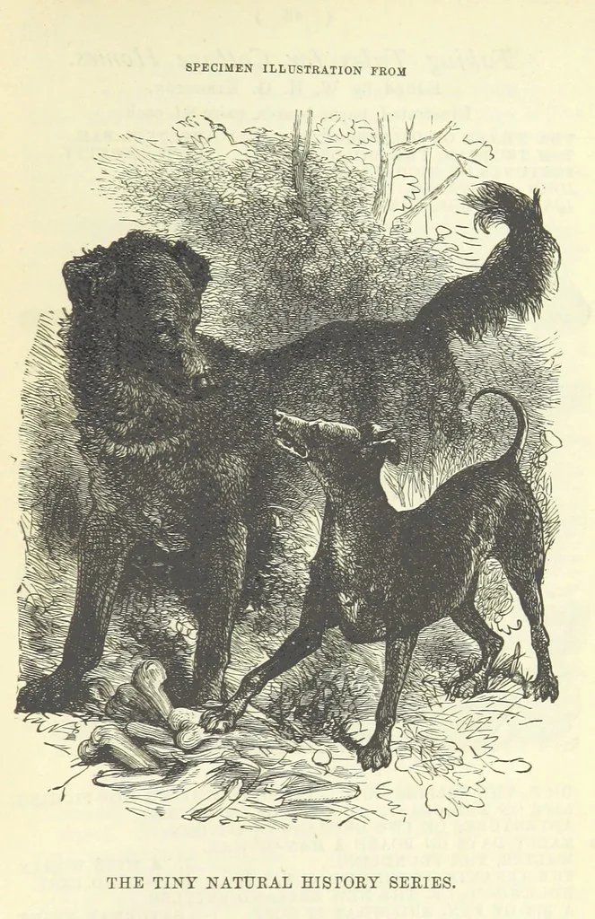 An illustration from Engaged to be married: a tale of to-day, 1895, leaf 369