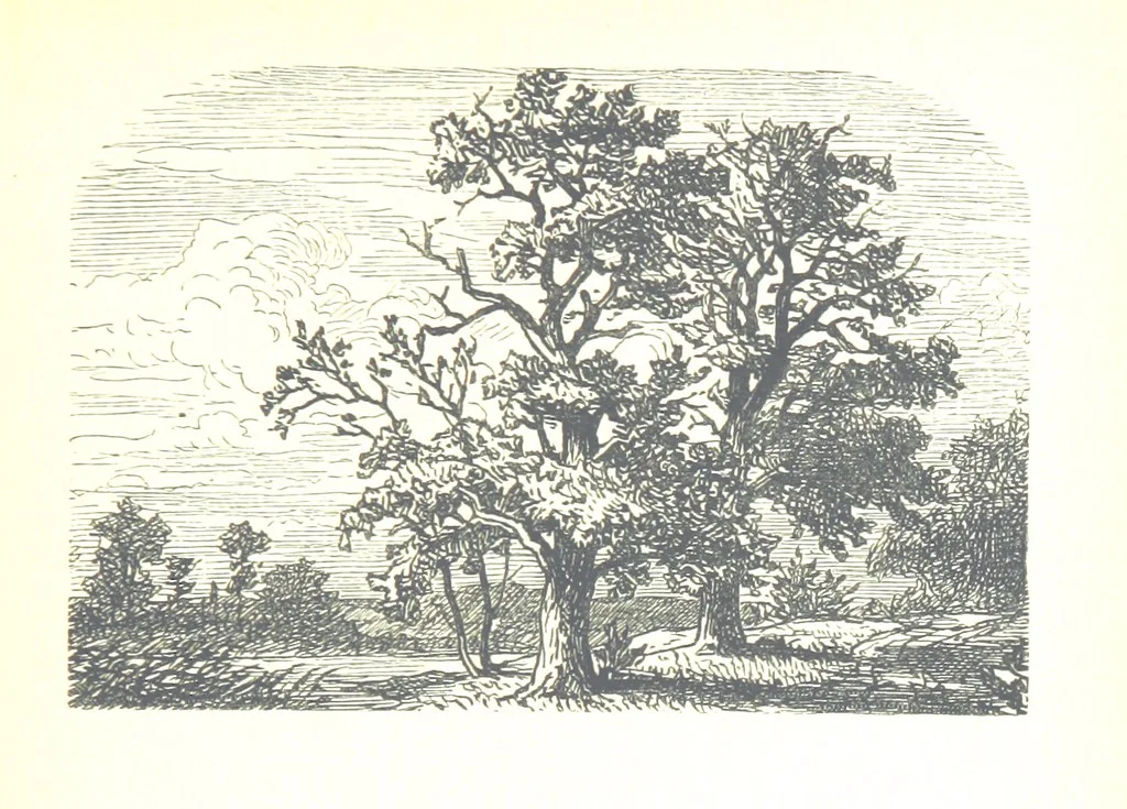 An illustration from The Lady of the Forest. [A novel, 1889, leaf 117