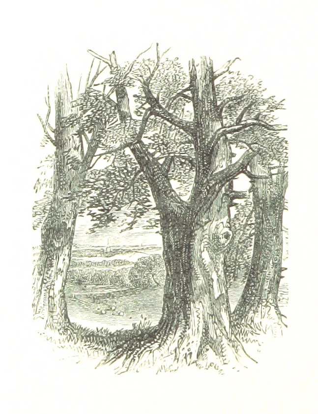 An illustration from The Lady of the Forest. [A novel, 1889, leaf 138