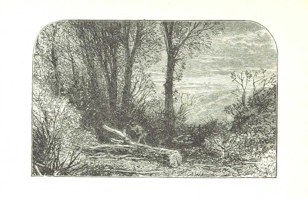 An illustration from The Lady of the Forest. [A novel, 1889, leaf 218