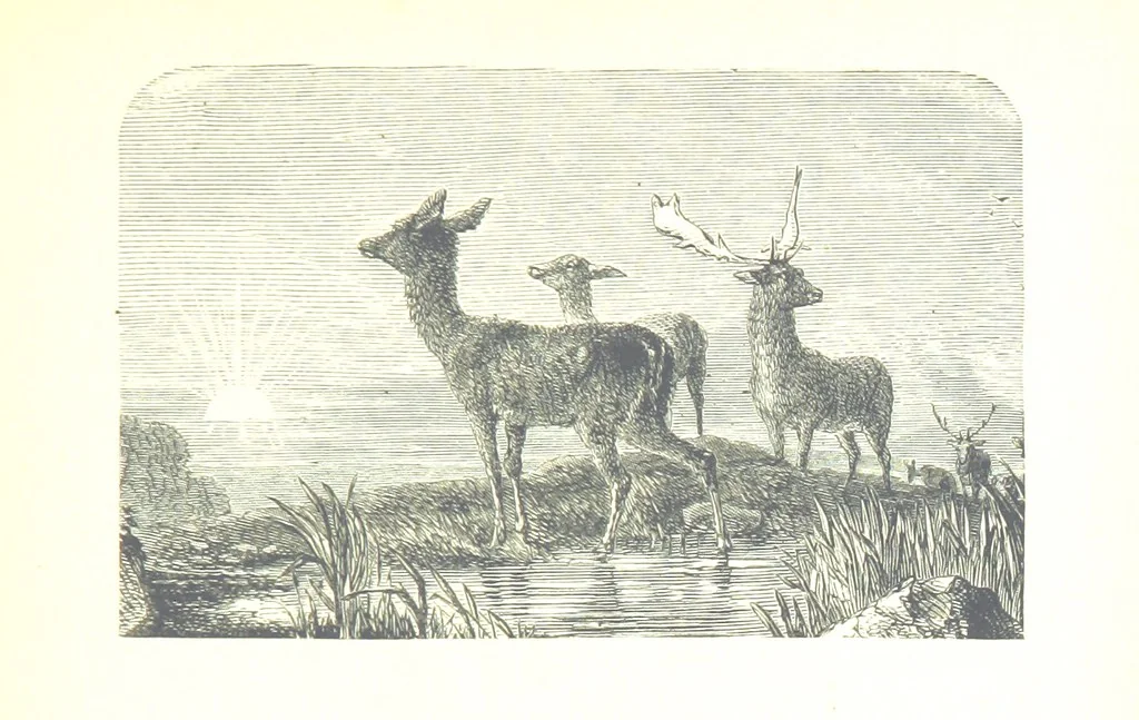 An illustration from The Lady of the Forest. [A novel, 1889, leaf 229