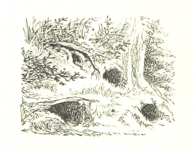 An illustration from The Lady of the Forest. [A novel, 1889, leaf 248