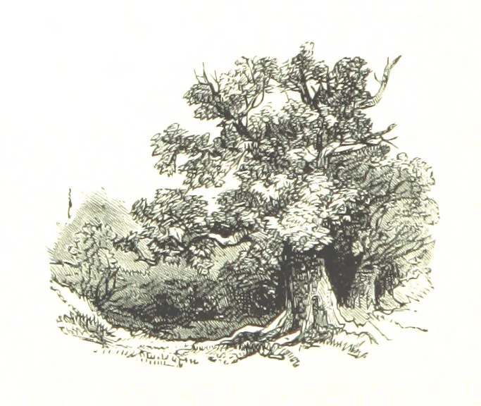 An illustration from The Lady of the Forest. [A novel, 1889, leaf 26