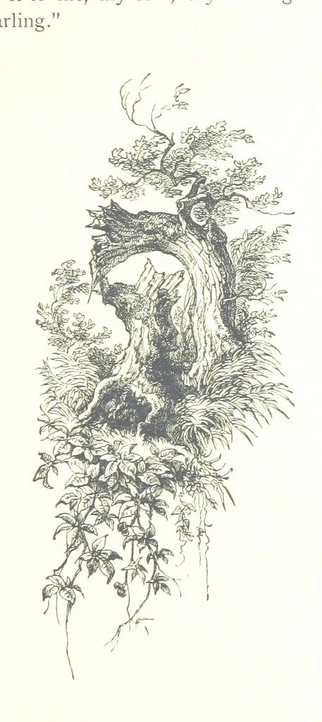 An illustration from The Lady of the Forest. [A novel, 1889, leaf 289