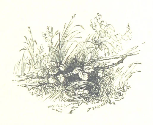 An illustration from The Lady of the Forest. [A novel, 1889, leaf 301