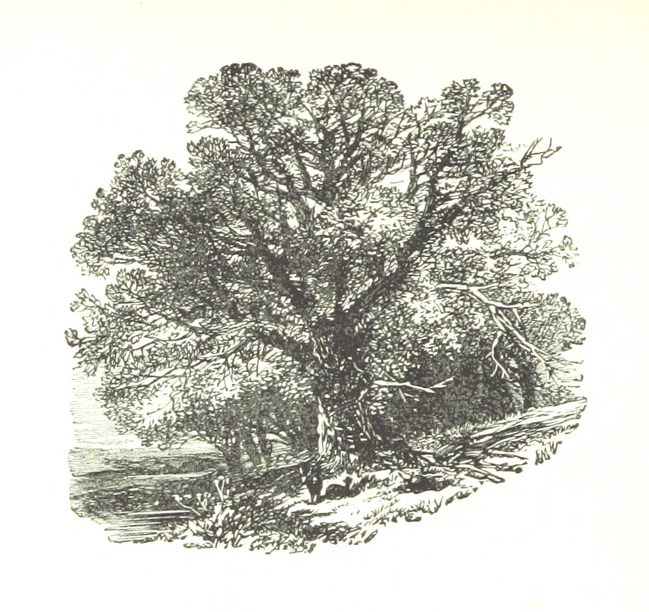 An illustration from The Lady of the Forest. [A novel, 1889, leaf 82