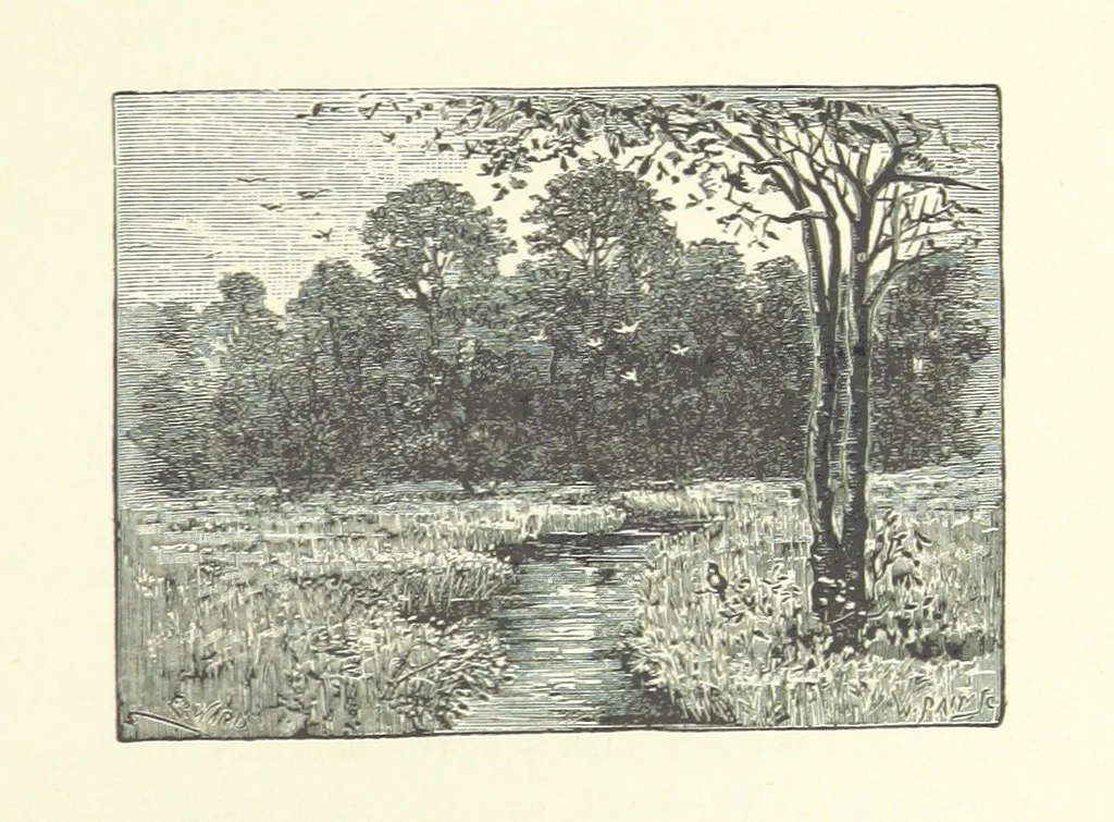 An illustration from Wild Kitty, etc, 1897, leaf 51