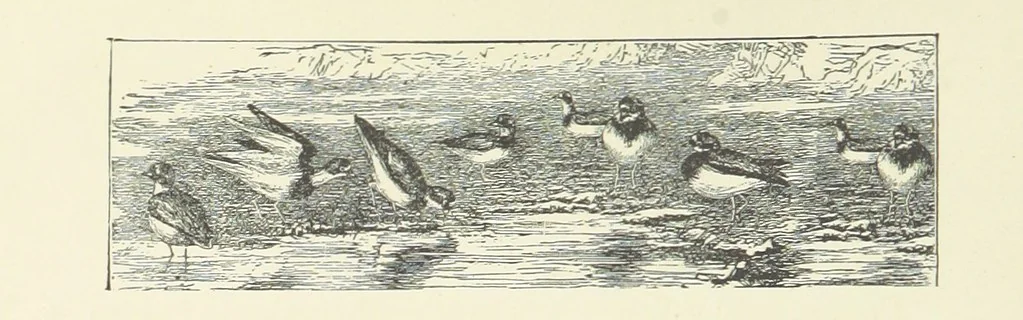 An illustration from Wild Kitty, etc, 1897, leaf 52