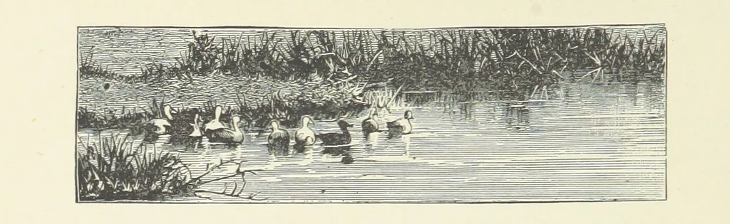 An illustration from Wild Kitty, etc, 1897, leaf 78