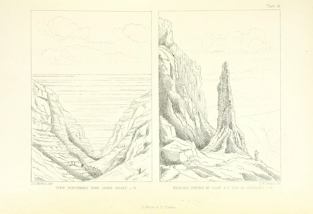 An illustration from St. Helena: a physical, historical, and topographical description of the island ... The botanical plates from original drawings by Mrs. J. C. Melliss, 1875, leaf 101