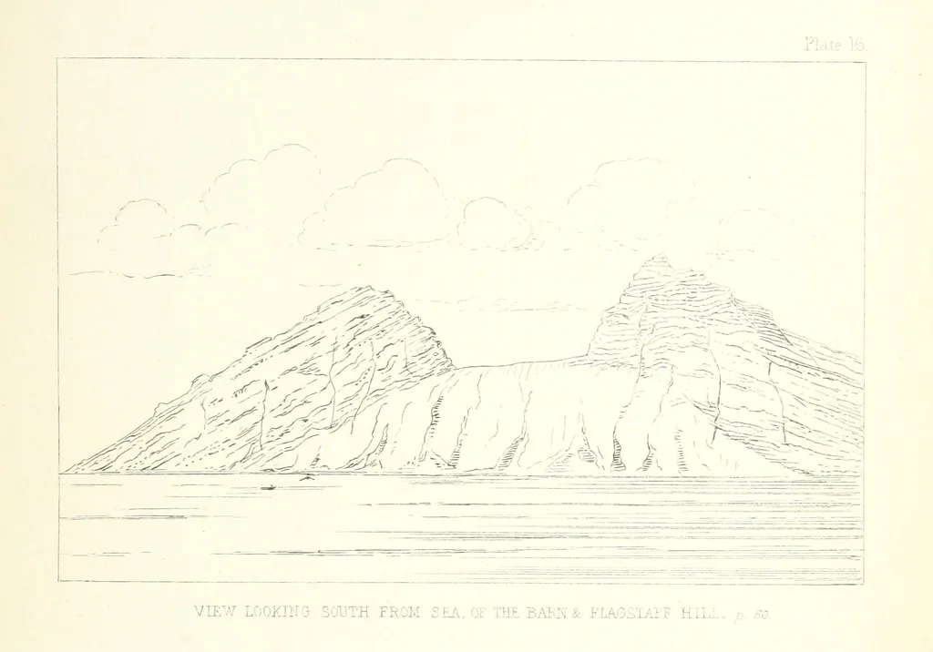 An illustration from St. Helena: a physical, historical, and topographical description of the island ... The botanical plates from original drawings by Mrs. J. C. Melliss, 1875, leaf 105