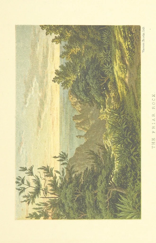 An illustration from St. Helena: a physical, historical, and topographical description of the island ... The botanical plates from original drawings by Mrs. J. C. Melliss, 1875, leaf 109