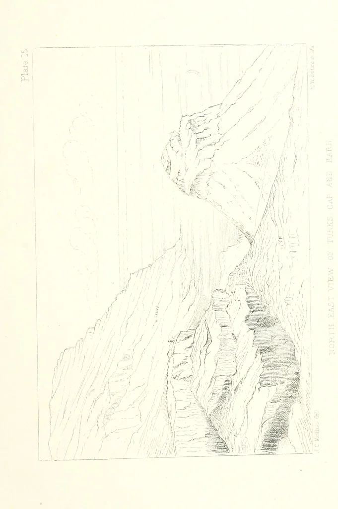 An illustration from St. Helena: a physical, historical, and topographical description of the island ... The botanical plates from original drawings by Mrs. J. C. Melliss, 1875, leaf 117