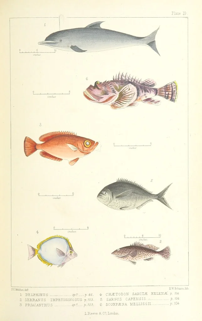 An illustration from St. Helena: a physical, historical, and topographical description of the island ... The botanical plates from original drawings by Mrs. J. C. Melliss, 1875, leaf 161
