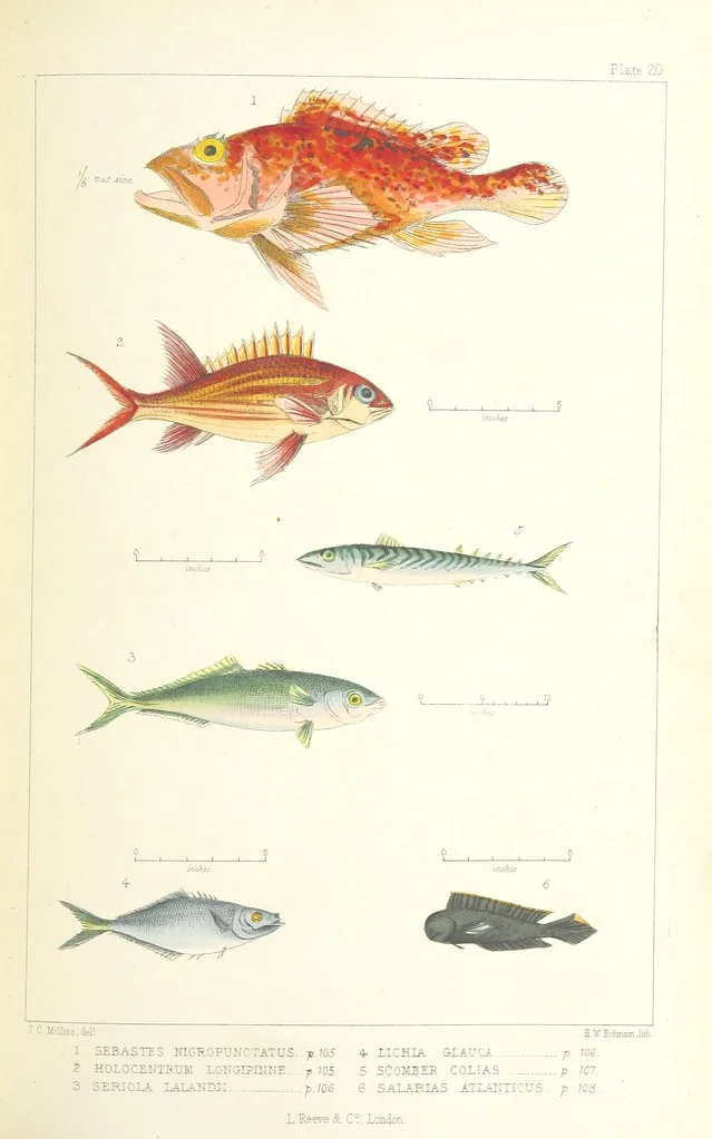 An illustration from St. Helena: a physical, historical, and topographical description of the island ... The botanical plates from original drawings by Mrs. J. C. Melliss, 1875, leaf 167