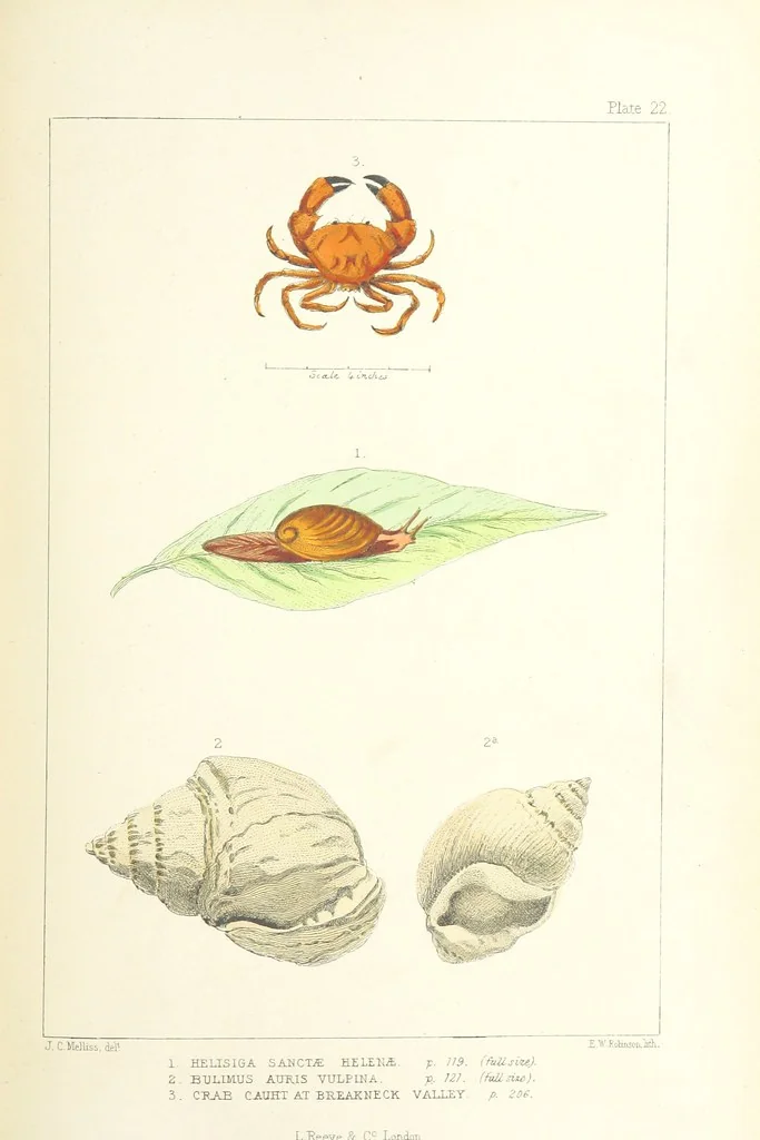 An illustration from St. Helena: a physical, historical, and topographical description of the island ... The botanical plates from original drawings by Mrs. J. C. Melliss, 1875, leaf 185