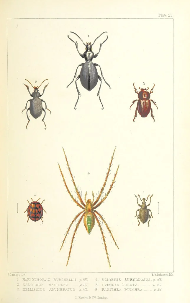 An illustration from St. Helena: a physical, historical, and topographical description of the island ... The botanical plates from original drawings by Mrs. J. C. Melliss, 1875, leaf 205