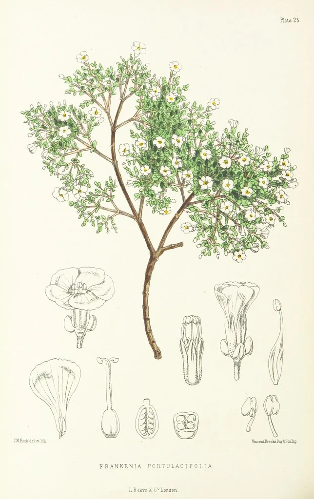 An illustration from St. Helena: a physical, historical, and topographical description of the island ... The botanical plates from original drawings by Mrs. J. C. Melliss, 1875, leaf 308