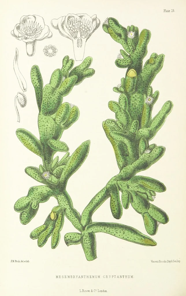 An illustration from St. Helena: a physical, historical, and topographical description of the island ... The botanical plates from original drawings by Mrs. J. C. Melliss, 1875, leaf 312