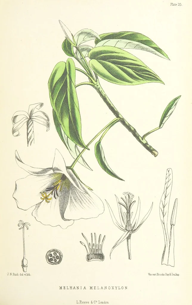 An illustration from St. Helena: a physical, historical, and topographical description of the island ... The botanical plates from original drawings by Mrs. J. C. Melliss, 1875, leaf 323