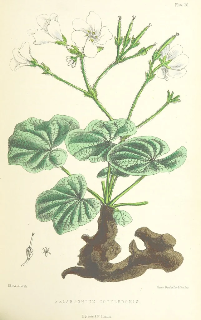 An illustration from St. Helena: a physical, historical, and topographical description of the island ... The botanical plates from original drawings by Mrs. J. C. Melliss, 1875, leaf 329