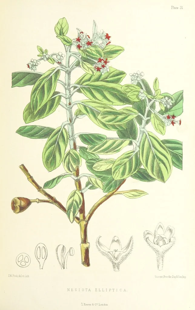An illustration from St. Helena: a physical, historical, and topographical description of the island ... The botanical plates from original drawings by Mrs. J. C. Melliss, 1875, leaf 337