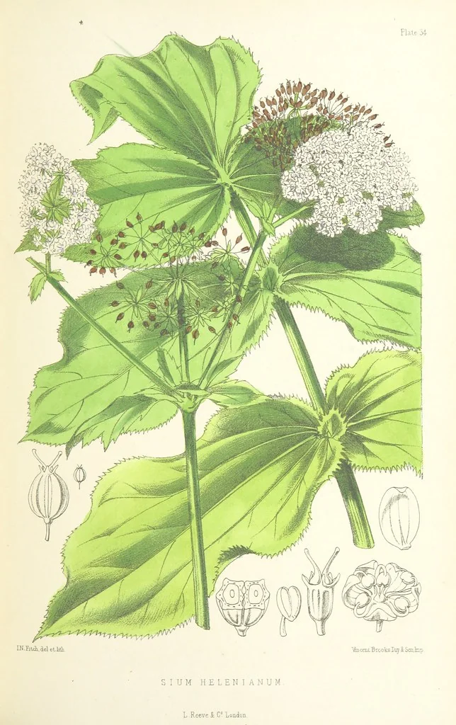 An illustration from St. Helena: a physical, historical, and topographical description of the island ... The botanical plates from original drawings by Mrs. J. C. Melliss, 1875, leaf 367
