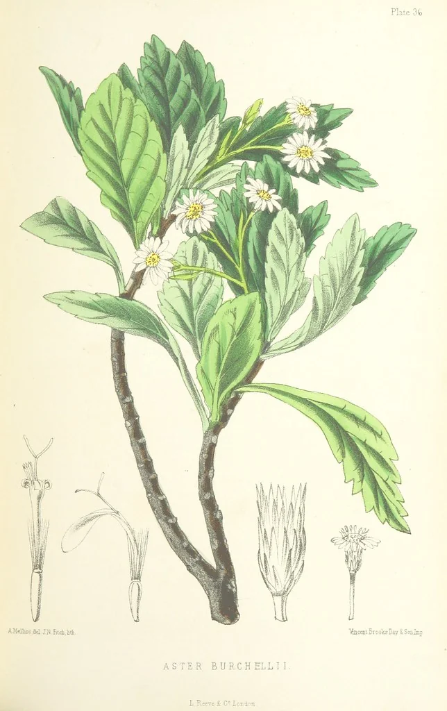 An illustration from St. Helena: a physical, historical, and topographical description of the island ... The botanical plates from original drawings by Mrs. J. C. Melliss, 1875, leaf 375