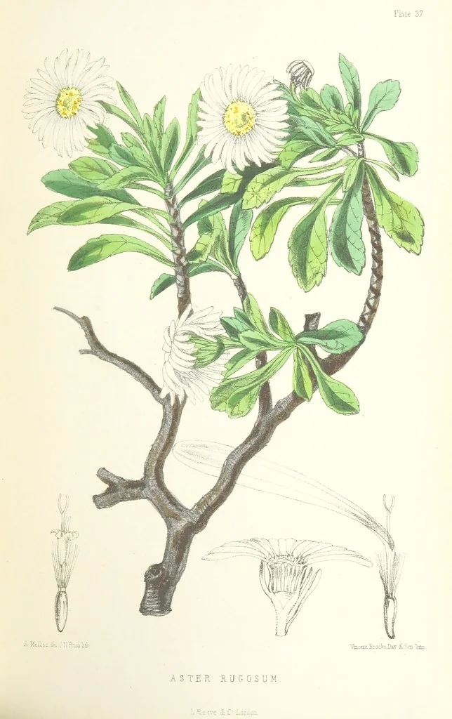 An illustration from St. Helena: a physical, historical, and topographical description of the island ... The botanical plates from original drawings by Mrs. J. C. Melliss, 1875, leaf 379