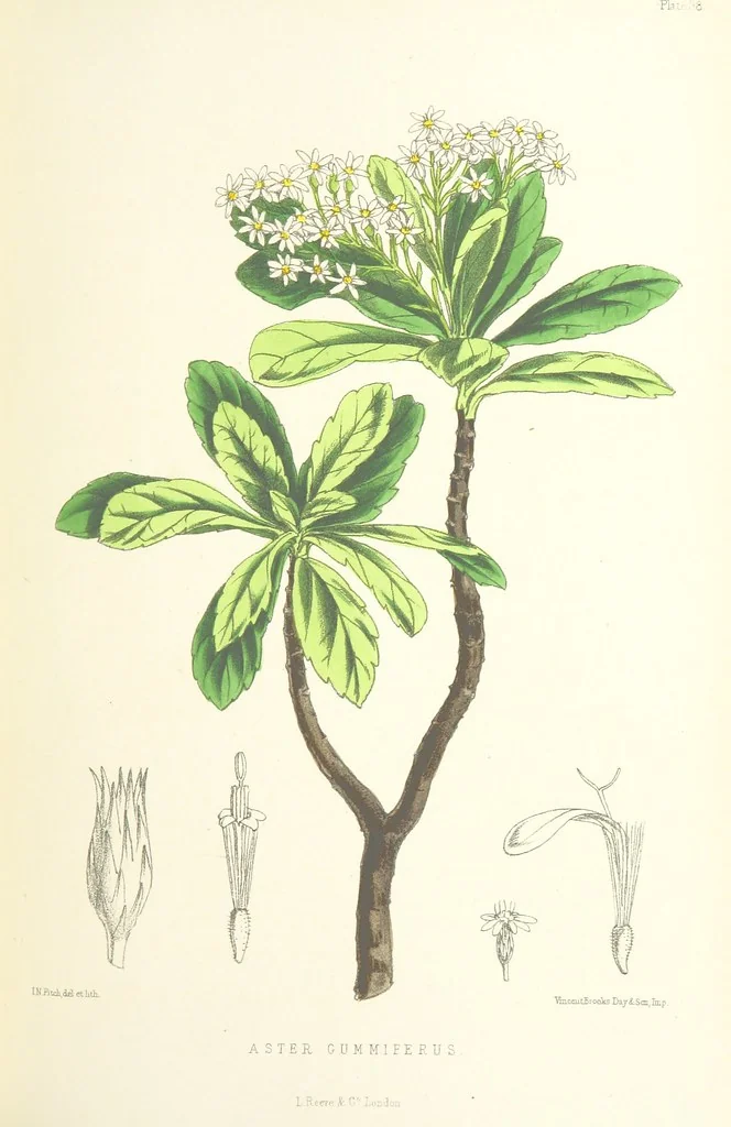 An illustration from St. Helena: a physical, historical, and topographical description of the island ... The botanical plates from original drawings by Mrs. J. C. Melliss, 1875, leaf 383