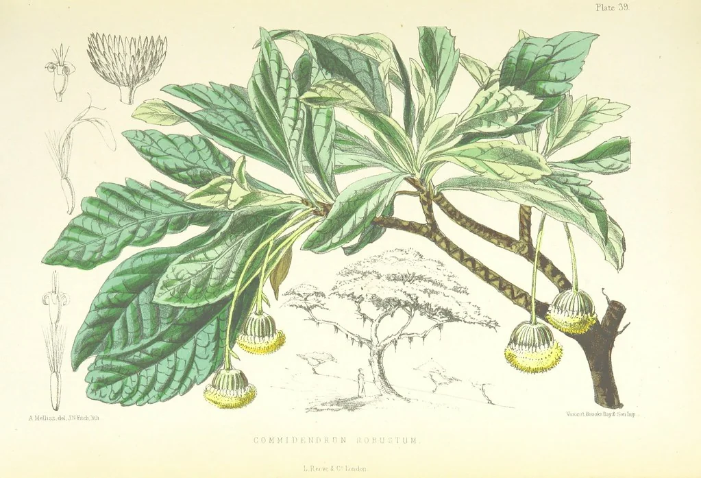 An illustration from St. Helena: a physical, historical, and topographical description of the island ... The botanical plates from original drawings by Mrs. J. C. Melliss, 1875, leaf 387