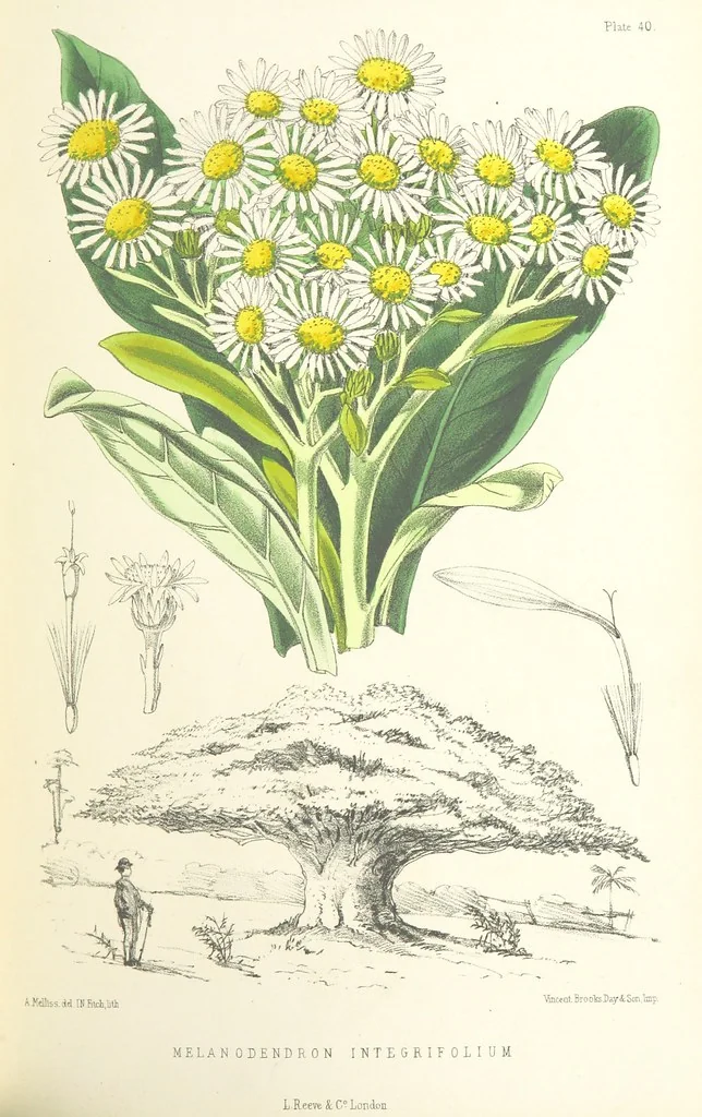 An illustration from St. Helena: a physical, historical, and topographical description of the island ... The botanical plates from original drawings by Mrs. J. C. Melliss, 1875, leaf 391