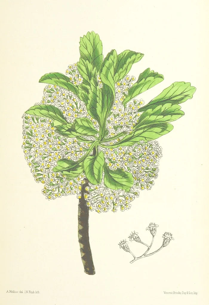 An illustration from St. Helena: a physical, historical, and topographical description of the island ... The botanical plates from original drawings by Mrs. J. C. Melliss, 1875, leaf 395