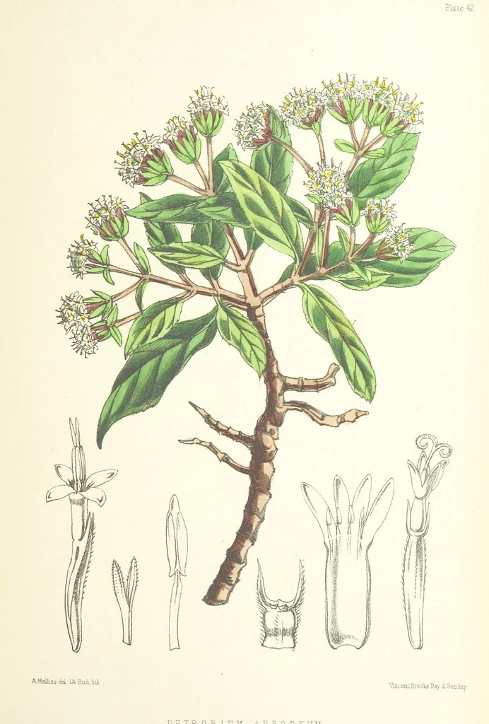 An illustration from St. Helena: a physical, historical, and topographical description of the island ... The botanical plates from original drawings by Mrs. J. C. Melliss, 1875, leaf 399