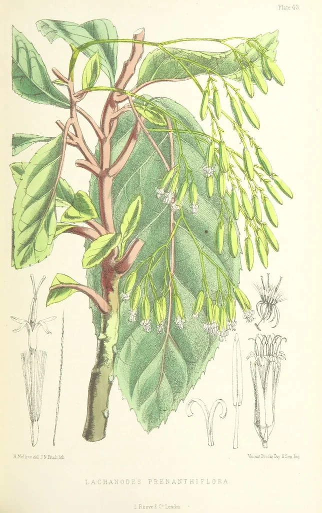 An illustration from St. Helena: a physical, historical, and topographical description of the island ... The botanical plates from original drawings by Mrs. J. C. Melliss, 1875, leaf 403