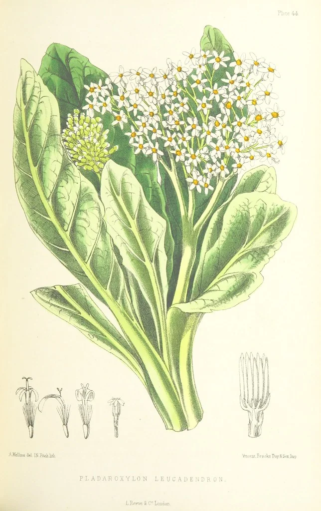 An illustration from St. Helena: a physical, historical, and topographical description of the island ... The botanical plates from original drawings by Mrs. J. C. Melliss, 1875, leaf 407