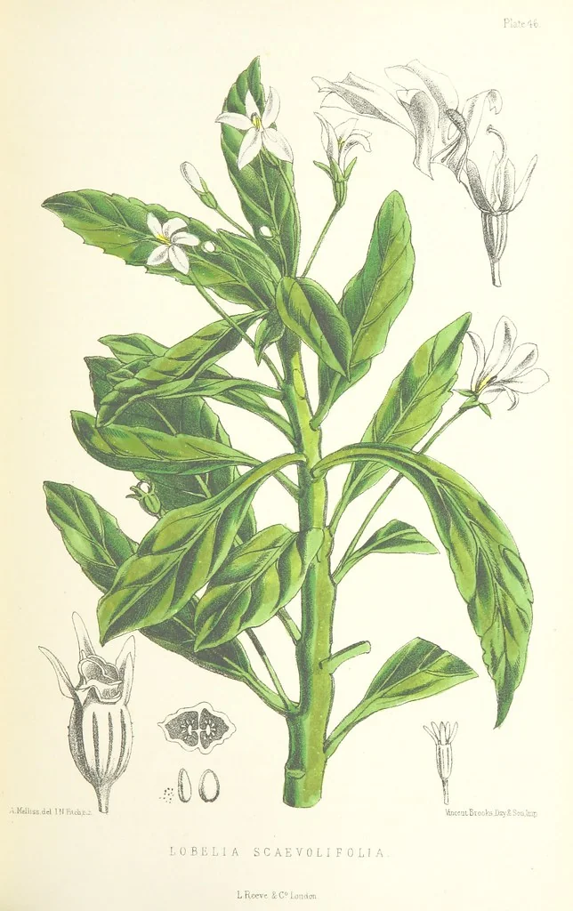An illustration from St. Helena: a physical, historical, and topographical description of the island ... The botanical plates from original drawings by Mrs. J. C. Melliss, 1875, leaf 415