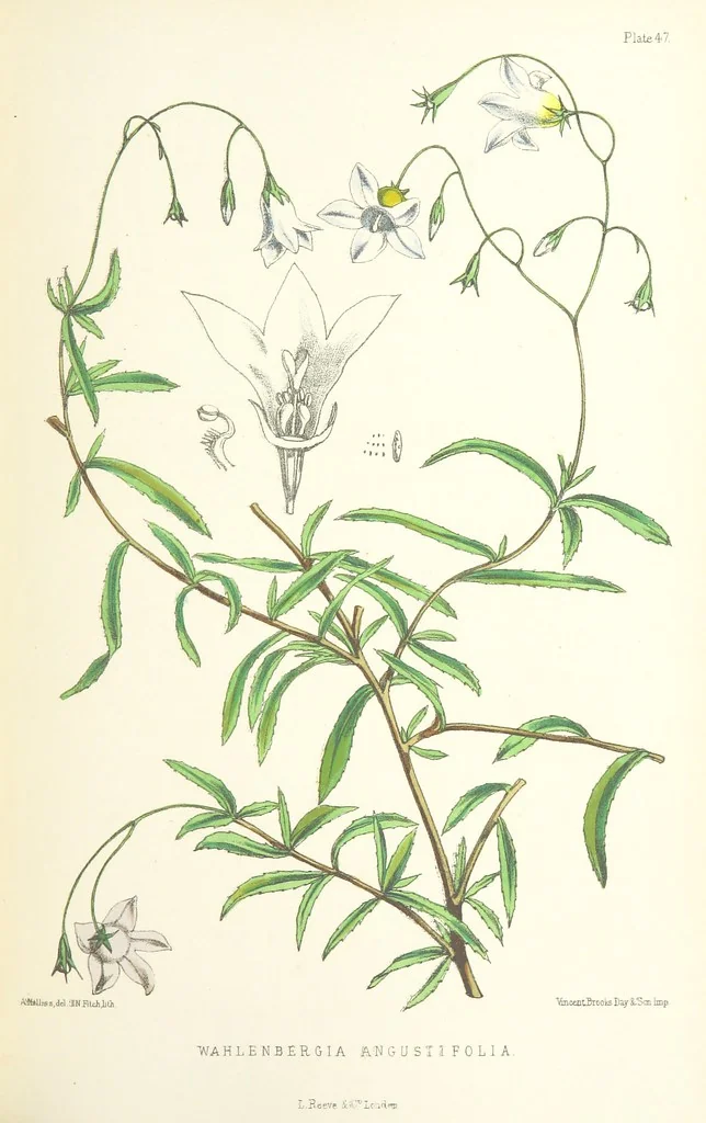 An illustration from St. Helena: a physical, historical, and topographical description of the island ... The botanical plates from original drawings by Mrs. J. C. Melliss, 1875, leaf 419
