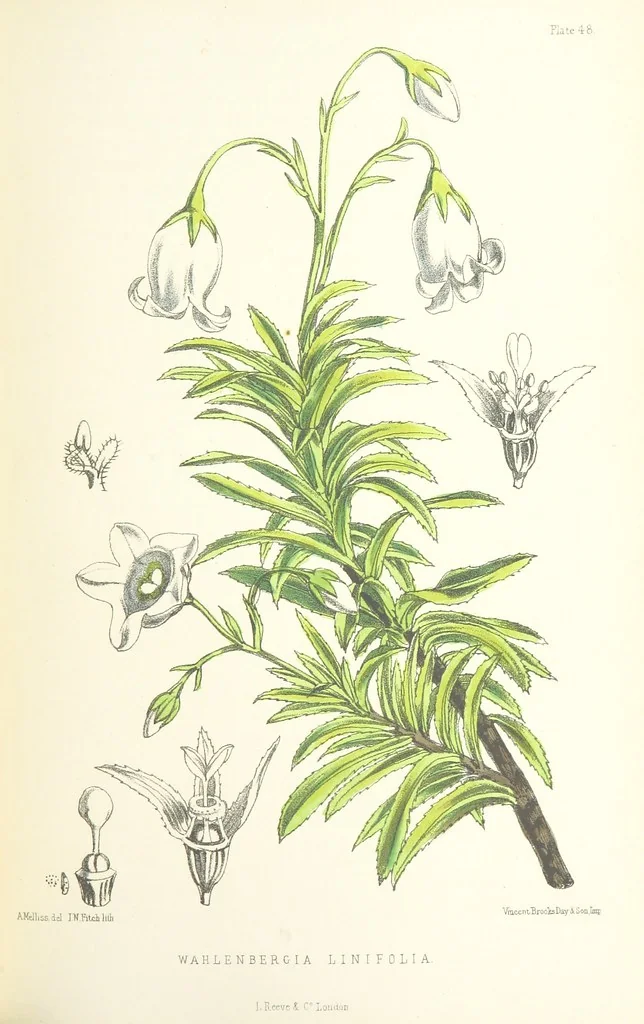 An illustration from St. Helena: a physical, historical, and topographical description of the island ... The botanical plates from original drawings by Mrs. J. C. Melliss, 1875, leaf 423