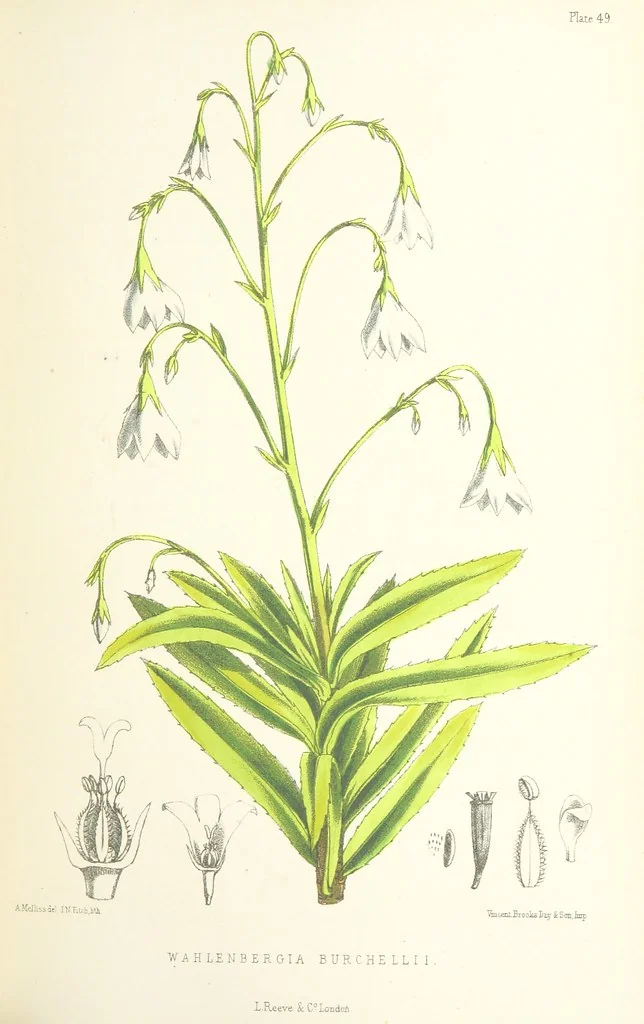 An illustration from St. Helena: a physical, historical, and topographical description of the island ... The botanical plates from original drawings by Mrs. J. C. Melliss, 1875, leaf 427