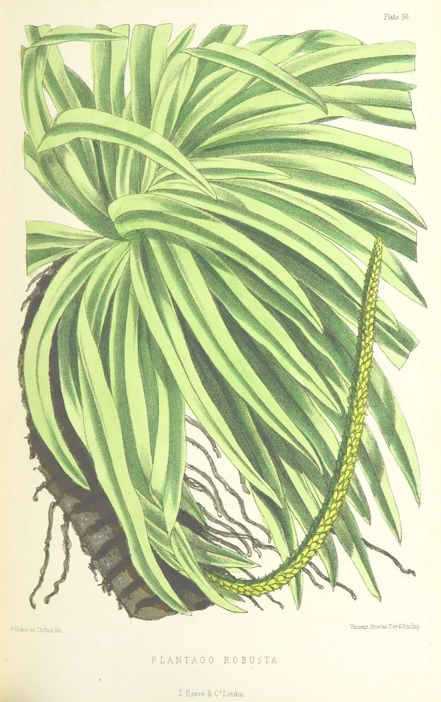 An illustration from St. Helena: a physical, historical, and topographical description of the island ... The botanical plates from original drawings by Mrs. J. C. Melliss, 1875, leaf 431