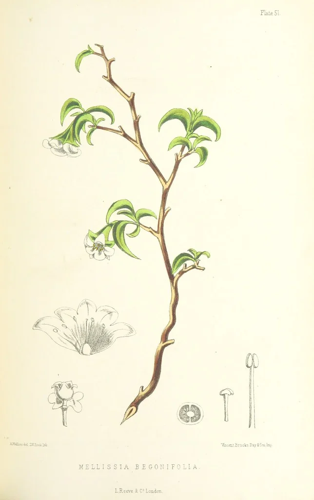 An illustration from St. Helena: a physical, historical, and topographical description of the island ... The botanical plates from original drawings by Mrs. J. C. Melliss, 1875, leaf 435