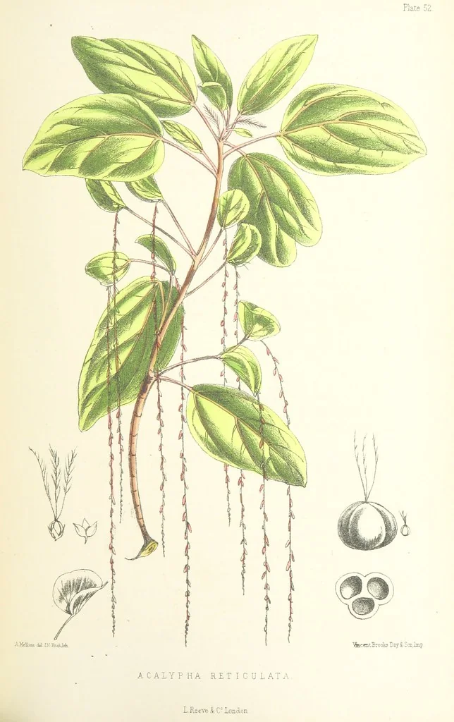 An illustration from St. Helena: a physical, historical, and topographical description of the island ... The botanical plates from original drawings by Mrs. J. C. Melliss, 1875, leaf 441
