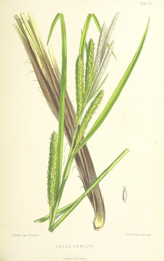 An illustration from St. Helena: a physical, historical, and topographical description of the island ... The botanical plates from original drawings by Mrs. J. C. Melliss, 1875, leaf 467