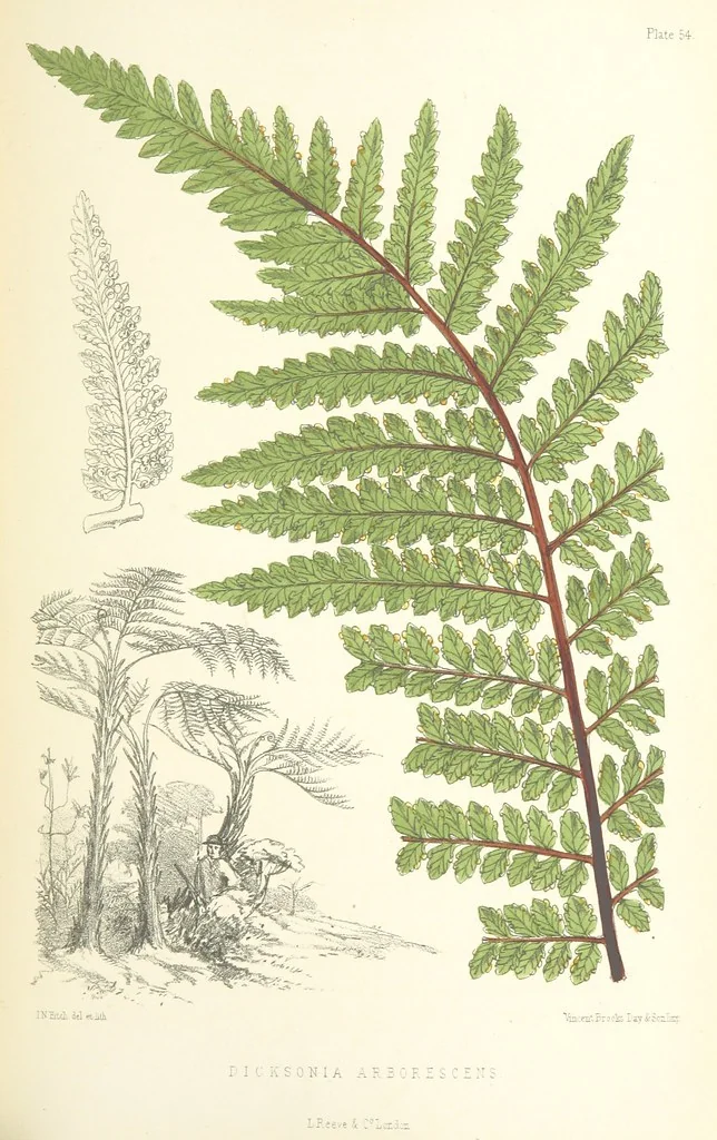 An illustration from St. Helena: a physical, historical, and topographical description of the island ... The botanical plates from original drawings by Mrs. J. C. Melliss, 1875, leaf 471